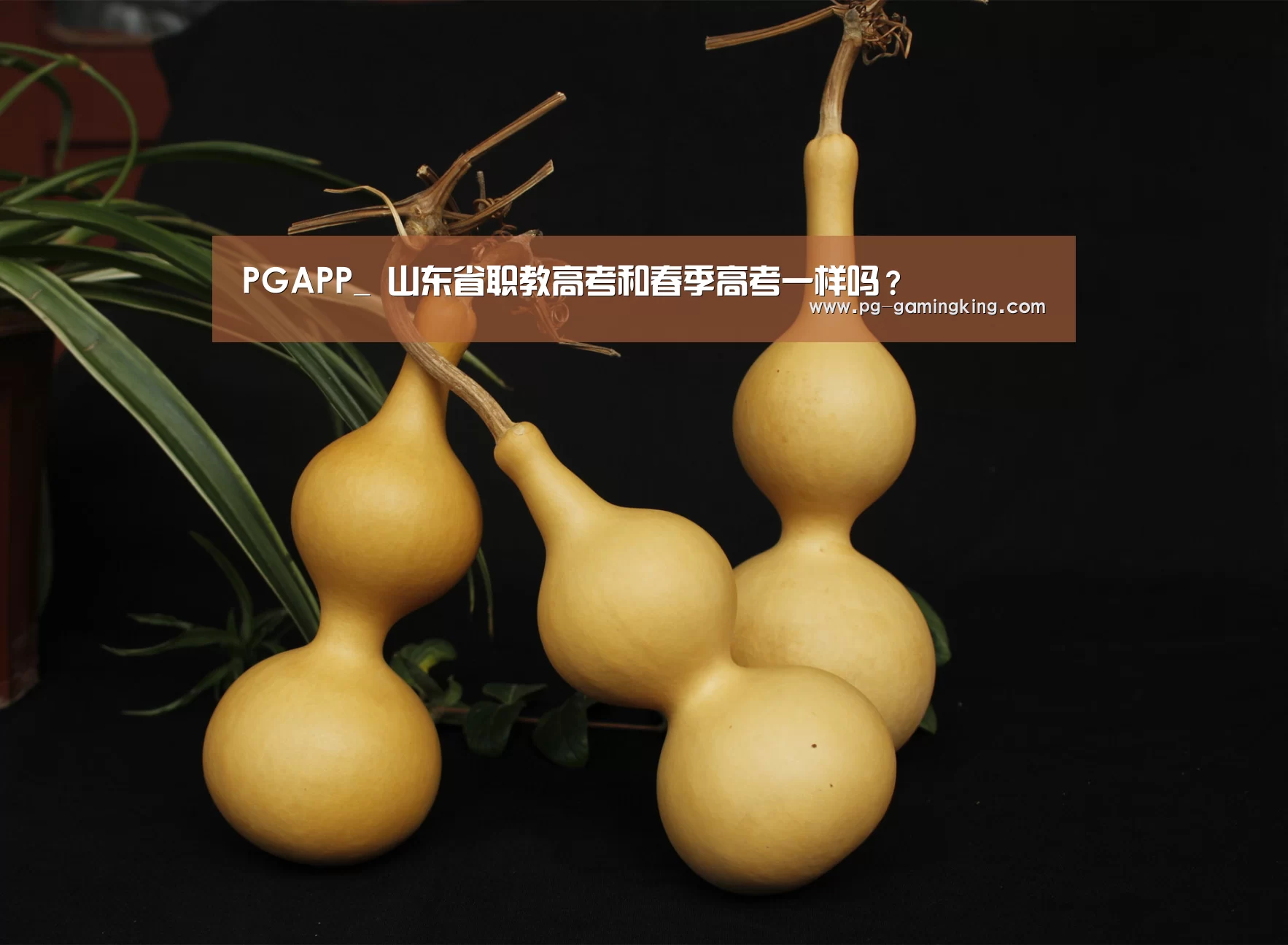 PGAPP_
山东省职教高考和春季高考一样吗?(图3) PG电竞